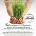 Wheatgrass-Sprouts-and-Juicing by MediaGrump